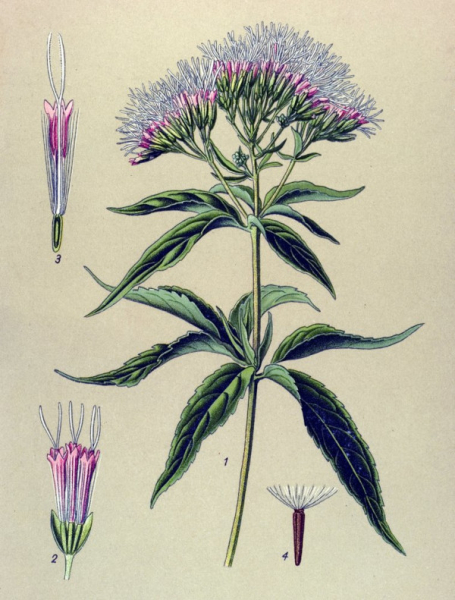 (Eupatorium cannabinum) - 1: extr&eacute;mit&eacute; d'une tige fleurie, 2: capitule de 5 fleurs en bouton, 3: coupe d'une fleur, 4: fruit noir avec aigrette blanche / Atlas des plantes de France - Masclef A.
